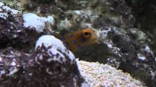 Jawfish Blue Dot Opistognathus rosenblatti  LiveAquariacom [upl. by Haet]