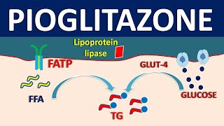 Pioglitazone  Mechanism side effects precautions and uses [upl. by Findlay]