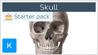 Bones of the Skull Neurocranium and Viscerocranium  Human Anatomy  Kenhub [upl. by Halehs]