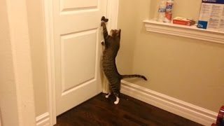 Clever Cats Opening Doors [upl. by Edniya300]