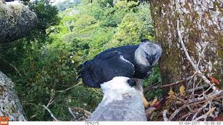 Harpy Eagle feeding young at nest [upl. by Ahsrop150]