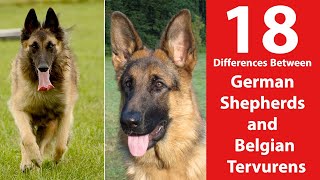 German Shepherd vs Belgian Tervuren 18 Differences [upl. by Alemat]