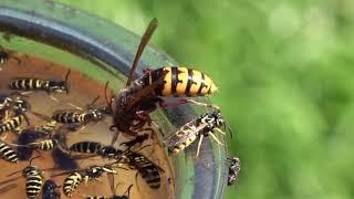 Trapping Wasps Hornets and Yellow Jackets Best Bait Mixture and lure Protecting Honey Bees [upl. by Danella]