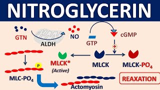 Nitroglycerin  Mechanism side effects precautions amp uses [upl. by Nolrah778]