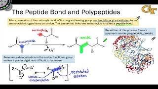 The Peptide Bond and Polypeptides [upl. by Casteel55]