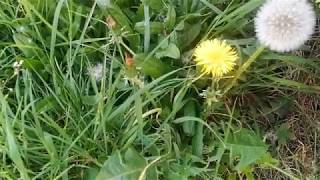 The Life Cycle Of a Dandelion [upl. by Hiroshi580]