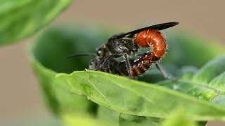 Insect Mating filmed with Micro Lens [upl. by Eniamat]