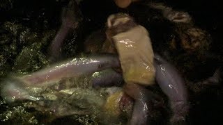 Giant Candirus Feeding Frenzy Faster than Piranhas  Deadly 60  BBC Earth Explore [upl. by Pauiie]