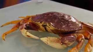 Gordon Ramsay Challenges Vegan to kill a Crab [upl. by Ellienad]