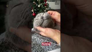 Purring Cat  ASMR [upl. by Aleik447]