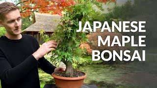 DIY Making a Maple Bonsai tree [upl. by Cecil]