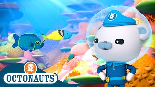 Octonauts  Damsel Fish amp The Jawfish  Cartoons for Kids  Underwater Sea Education [upl. by Evanne483]