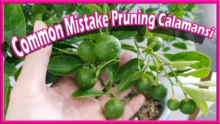 Common Mistake Pruning Calamansi Grow Your Own Kalamansi Lime Lemon Citrus Plant Tips [upl. by Parthena]