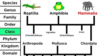 Phylogeny and the Tree of Life [upl. by Dilaw]