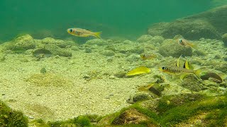 Wild Biotope Harvey Creek Pacific Blueeyes North Queensland Australia [upl. by Marcile802]