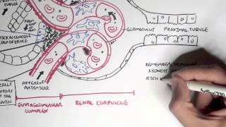 Nephrology  Kidney Physiology Overview [upl. by Meeks]