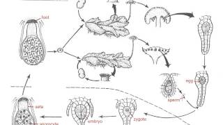 Marchantia Life Cycle [upl. by Atinniuq]