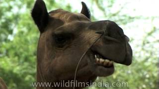 The cutest Camels teeth you ever saw [upl. by Jermyn]