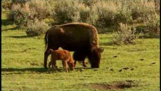 American Prairie Profiled by National Geographic [upl. by Eahcim]