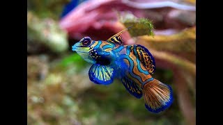 Facts The Mandarinfish [upl. by Yemane807]