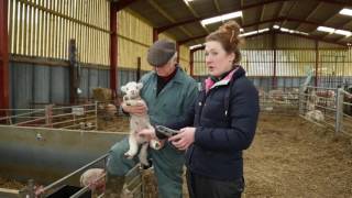 How to castrate a lamb  Lamlac [upl. by Lorain]