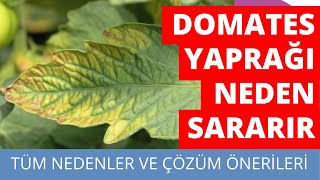 DOMATES YAPRAKLARI NEDEN SARARIR [upl. by Yrrum]