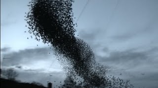 Incredible starling murmuration [upl. by Rimidalb643]