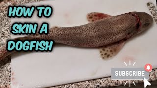 How to Prepare and Skin a Dogfish [upl. by Biddy982]