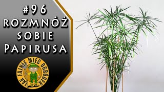 96 Papirus cibora cyperus  jak rozmnażać papirusa [upl. by Charmion]