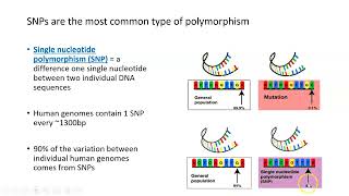 GenomeWide Association Studies GWAS Part 1 [upl. by Redienhcs]