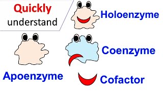 Cofactors  Coenzymes  Holoenzyme  Apoenzyme [upl. by Magnuson]