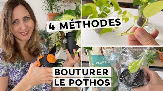 🌿 BOUTURER LE POTHOS  4 TECHNIQUES POUR RÉUSSIR SON BOUTURAGE  🌱 [upl. by Akoyin]