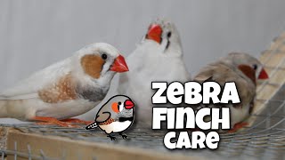 Zebra Finch Care For Beginners [upl. by Marigold]