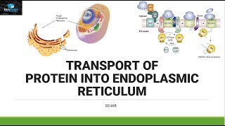 Transport of Protein In Endoplasmic Reticulum [upl. by Yramesor]