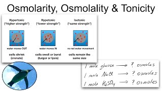 Chemistry Basics Osmolarity Osmolality and Tonicity [upl. by Mora]