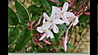 Jasminum Jasmin [upl. by Ecirtak]