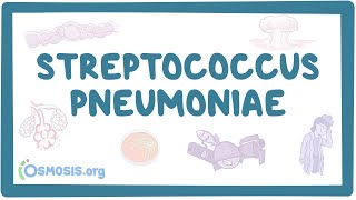 Streptococcus pneumoniae  an Osmosis Preview [upl. by Thatch]