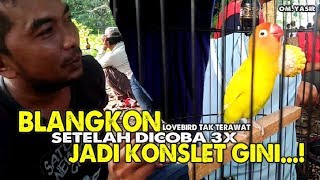 quotBLANGKONquot Lovebird Jantan KONSLET dari gresik [upl. by Rem]