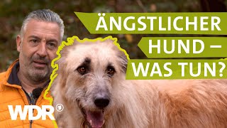 Hilfe bei ängstlichem Hund  Hunde verstehen 3  Tierratgeber  WDR [upl. by Wilone623]