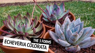 The different forms of Echeveria colorata  Cerriscapedia [upl. by Egerton]