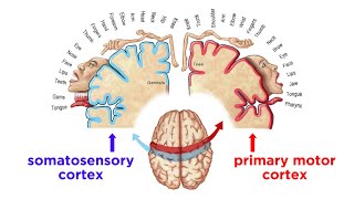 The Sensorimotor System and Human Reflexes [upl. by Ardnoet]