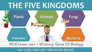 5 Kingdom Classification  GCSE Biology 91 [upl. by Cristian]