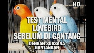 Test Mental Lovebird Sebelum Gantang Dengan Audio HD Suasana Gantangan Malam [upl. by Thagard]