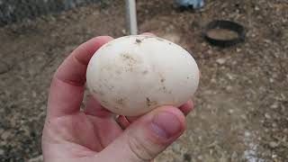 All Things Duck Eggs Basics and Details [upl. by Devaney]