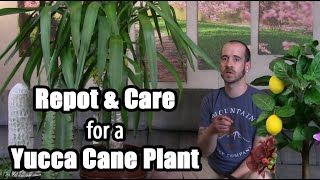 Yucca Cane Plant Transplant amp Info Yucca gigantea [upl. by Atnoid]