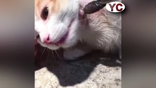 Big Botfly Removal From Animals [upl. by Tsenre]