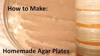 How to make Homemade agar plates [upl. by Cioffred]