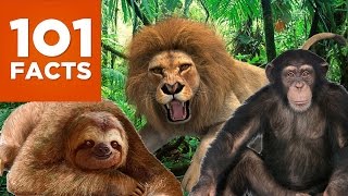 101 Facts About Animals [upl. by Irolav]