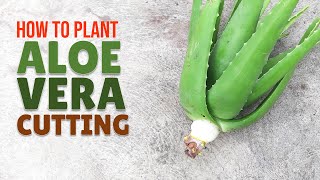 How To Plant Big Aloe Vera From A Cutting [upl. by Funda143]