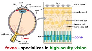 Visual Processing and the Visual Cortex [upl. by Ffilc]